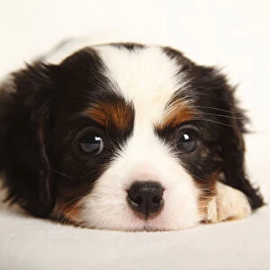 Cavalier King Charles Spaniel puppy, tricolour, 5 weeks