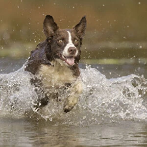 Chocolate border collie dog playing in water, Maryland, USA