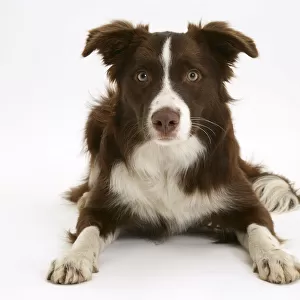 Chocolate registered Border Collie dog, 9 months