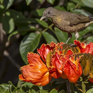Clay-colored robin (Turdus grayi), drinking from flower of African tulip tree (Spathodea