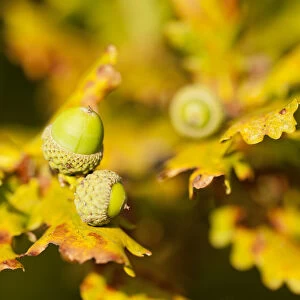 Close up of acorns and autumnal foliage ofEnglish oak (Quercus robur), Arne RSPB reserve