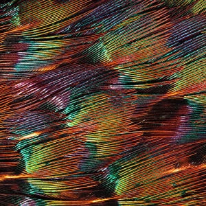 Close up of feathers of cock Pheasant (Phasianus colchicus)
