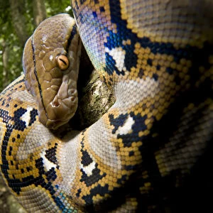 Close up of juvenile Reticulated python (Python reticulatus) looking down from tree