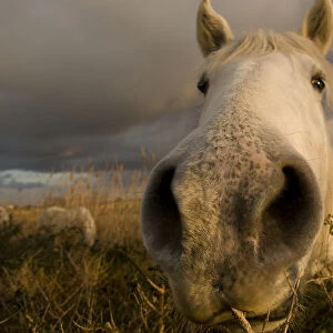 Close up of nostrils of White horse of the Camargue on wetlands, Camargue, France