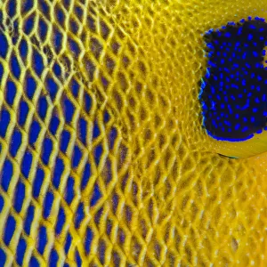 Close up of the scale details of a Yellow-mask angelfish (Pomacanthus xanthometopon)