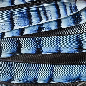 Close-up of a Jays (Garrulus glandarius) wing, showing blue covert feathers