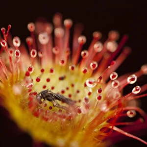 Close-up of of a Sundew (Drosera rotundifolia), with secretions of mucilage and a captured insect