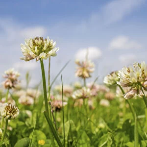 Clover (Trifolium sp) flowers in unmown lawn, Monmouthshire, Wales, UK, June