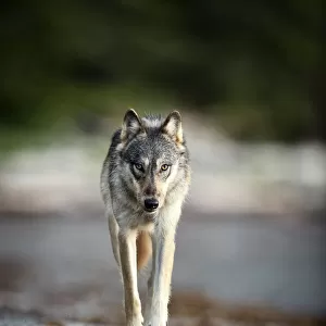 Coastal grey wolf (Canis lupus), British Columbia, Canada. August