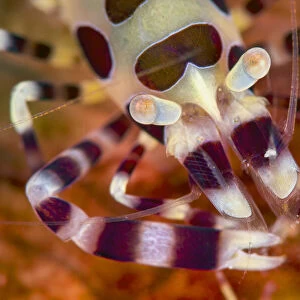 Coleman shrimp (Periclimenes colemani) close up, on a fire urchin (Asthenosoma varium)
