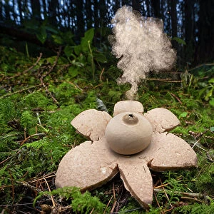 Collared earthstar (Geastrum michelianum) on forest floor, dispersing spores. This species disperses its spores when raindrops strike the fruiting body, here the fungus has been tapped with a twig to simulate this, Peak District National Park