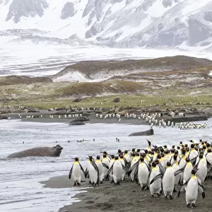 Colonies of King penguins 1+Aptenodytes patagonicus+1 and Southern Elephant Seals