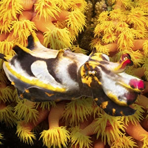 Colorful Pfeffers flamboyant cuttlefish (Metasepia pfefferi