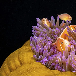 Common anemonefish (Amphiprion perideraion) associated with the anemone