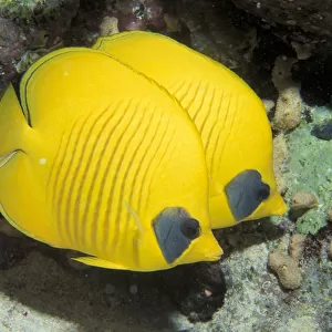 Two Common butterfly fish (Chaetodon chrysurus) Red Sea, Egypt
