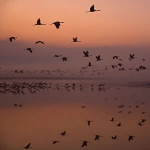 Common cranes (Grus grus) leaving the roost at dawn, Hula Valley, Northern Israel