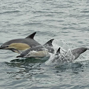 Common dolphins (Delphinus delphis) breaching, near South Uist, Outer Hebrides, Scotland