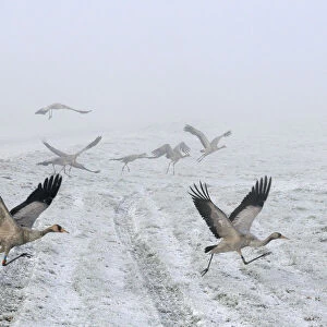 Common / Eurasian cranes (Grus grus) small flock of juveniles taking flight over the frozen
