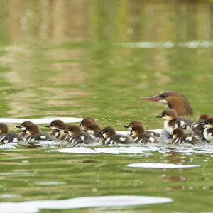 Common mergansers (Mergus merganser) family, female swimming with seventeen ducklings