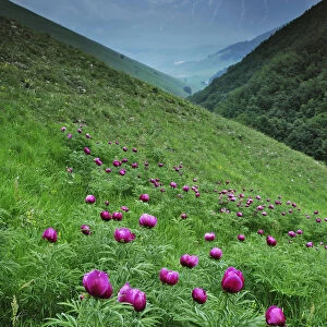 Common peony (Paeonia officinalis) flowers, Valle di Canatra, Monti Sibillini National Park