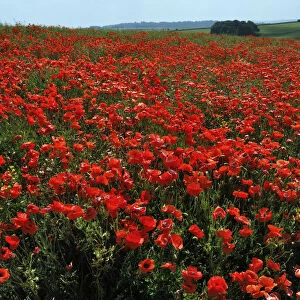 Common poppies (Papaver rhoeas) in field, Chicklade, Wiltshire, England, July