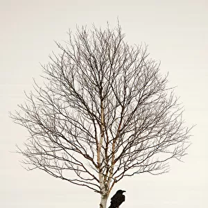 Common raven (Corvus corax) perched in snow beside birch tree, Finland, March
