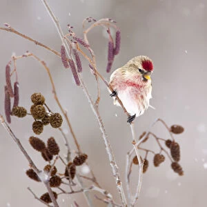Common redpoll (Carduelis flammea), male perched in alder (Alnus rugosa) during a