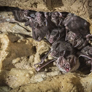 Common vampire bats (Desmodus rotundus) roosting in cave, Costa Rica