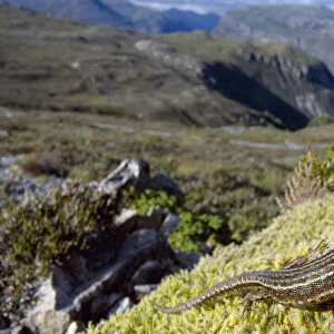Common / Viviparous lizard (Lacerta vivipara) basking on mossy outcrop, Beinn Eighe