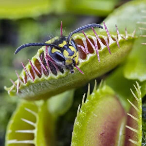 Common wasp (Vespa vulgaris) caught in a Venus flytrap (Dionaea muscipula), cultivated