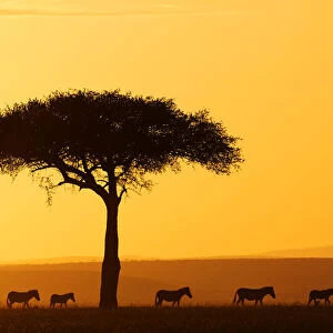 Common zebra (Equus quagga) group walking at sunrise through the savannah, Masai