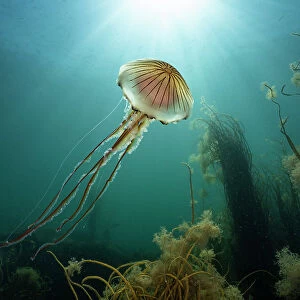 Compass jellyfish (Chrysaora hysoscella) swimming up towards surface with sunbeams, Falmouth, Cornwall, August