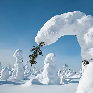 Conifer tree bent under the weight of snow, Kuntivaara, Finland