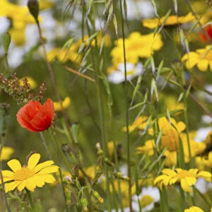 Corn Marigold (Chrysanthemum segetum) and Scentless mayweed (Tripleurospermum inodorum)