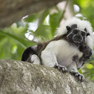Cotton-top tamarin (Saguinus oedipus), adult with two week old baby on back. Northern Colombia