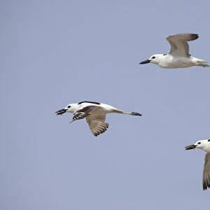 Crab-plover (Dromas ardeola) three flying, two with crabs in beaks. Oman, June