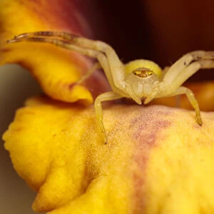 Crab Spider (Thomisidae) waiting in an orchid to ambush its prey