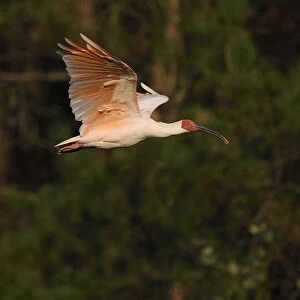 Crested ibis (Nipponia nippon) flying in evening light, Yangxian Nature Reserve, Shaanxi, China