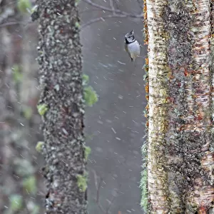 Crested tit (Lophophanes cristatus) clinging to lichen covered tree in snowfall, Scotland