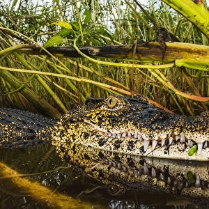 Cuban crocodile (Crocodylus rhombifer) in a cenote in Cienaga de Zapata National Park