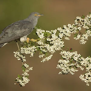 Cuckoo (Cuculus canorus) perched on Hawthorn blossom, Surrey, England, May