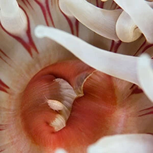 Dahlia anemone (Urticina felina) close-up, with an Amphipod, Saltstraumen, Bod, Norway