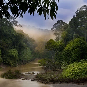 Dawn over the Segama River, with mist hanging over lowland rainforest. Heart of Danum Valley