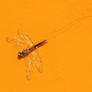 Dead Libellula dragonfly in the Ro Tinto, or Red River, very acidic and coloured