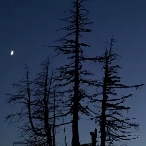 Dead Pine trees with moon shining, Stuoc peak, Durmitor NP, Montenegro, October 2008