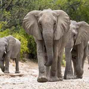 Desert dwelling African elephants (Loxodonta africana) matriarch leading her family
