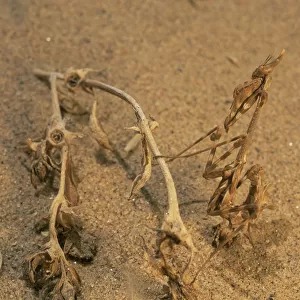 Desert Praying mantis {Mantodea} Skeleton Coast, Namibia