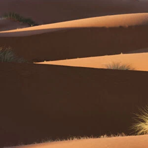 Desert vegetation in the dunes, Sahara desert, Erg Chebbi, Southern Morocco, Africa
