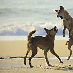 Dingo (Canis lupus dingo) fighting on a beach. Fraser Island UNESCO World Heritage Site