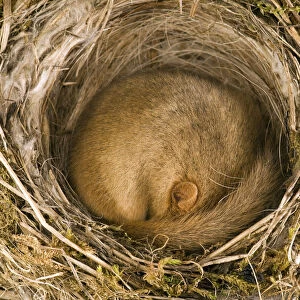 Dormouse (Muscardinus avellanarius) asleep in old Blackcap nest. Captive. UK, September